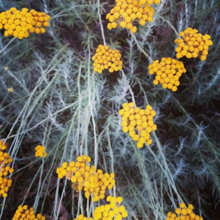 fleurs-jaunes-by-sironimo