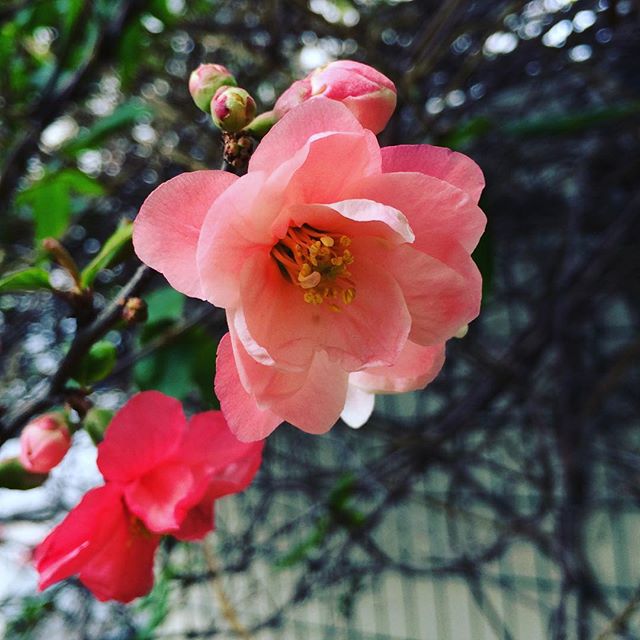 fleurs_rose_avril_2016