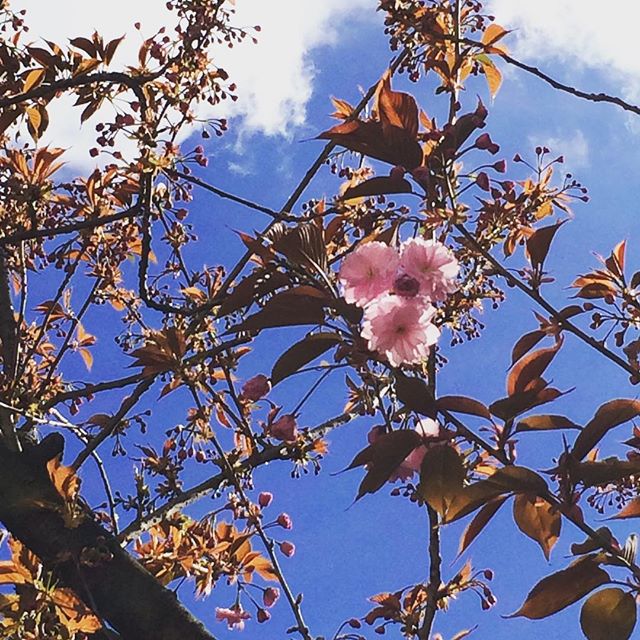 fleurs_roses_arbres_13eme_paris_avril2016