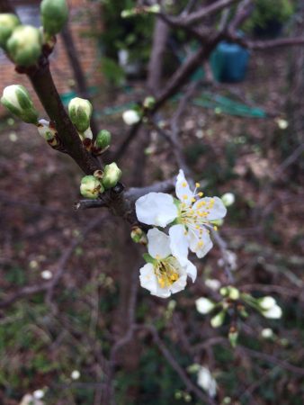 mars_2017_blog_sironimo_printemps_02_bis