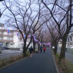 sakura_march