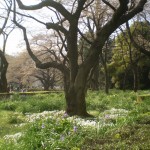 shinjukugoen_jardin_anglais