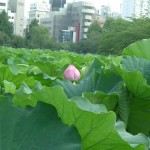 lotus_ueno_by_remy01