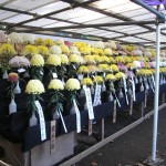 hibiya_garden_expo_chrysanthemes01