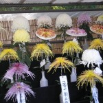 hibiya_garden_expo_chrysanthemes02