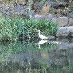 oiseau_etang_park_hibiya01