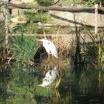 oiseau_etang_park_hibiya02