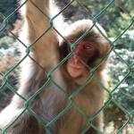 arashiyama_monkey04