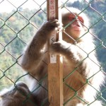 arashiyama_monkey05