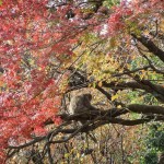 arashiyama_monkey_arbre01