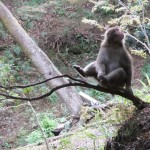 arashiyama_monkey_arbre02