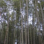 arashiyama_take_no_mori01