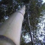 arashiyama_take_no_mori02