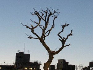 meijidori_harajuku_tree