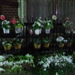 snow_flowers01