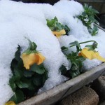 snow_flowers02