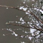 snow_trees01