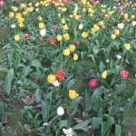 champs_de_mars_tulipes