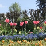 tulipes02