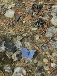 papillon_bleu02