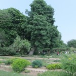 jardin_botanique02