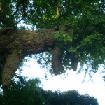 enoshima_arbre_sacre_01