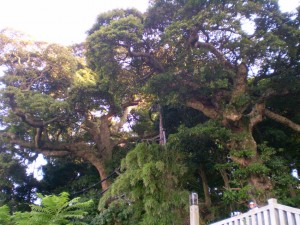 enoshima_vegetation