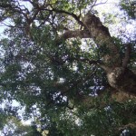 enoshima_arbre