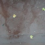 pluie_feuilles