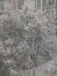 neige_paris_arbres